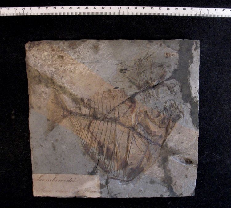 fossile (pesce su lastra, esemplare)