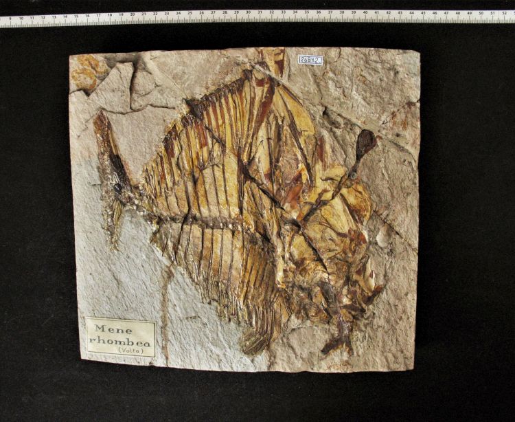 fossile (pesce su lastra, esemplare)