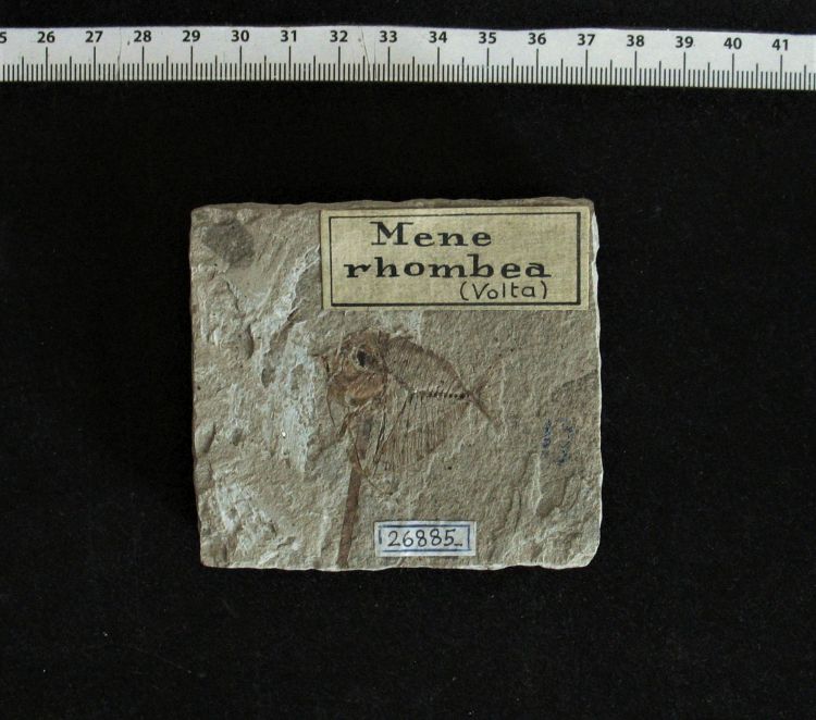 fossile (pesce su lastra, esemplare)