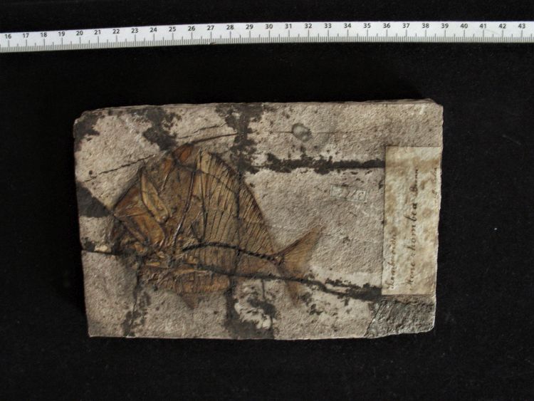 fossile (pesce su lastra, esemplare)