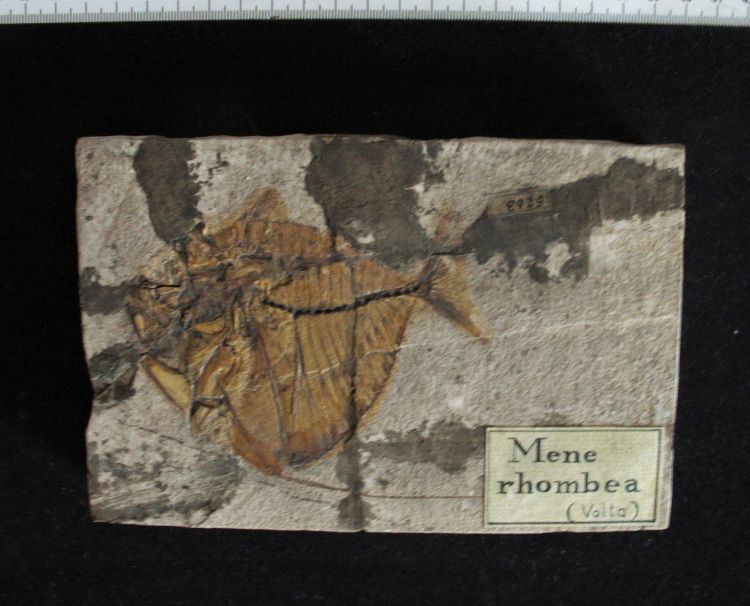 fossile (pesce su lastra, esemplare)