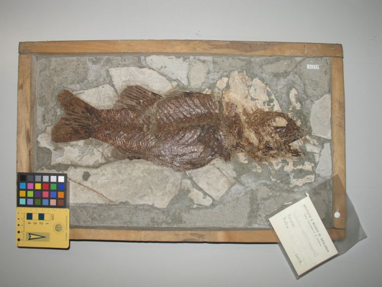 fossile (pesce su lastra, esemplare)