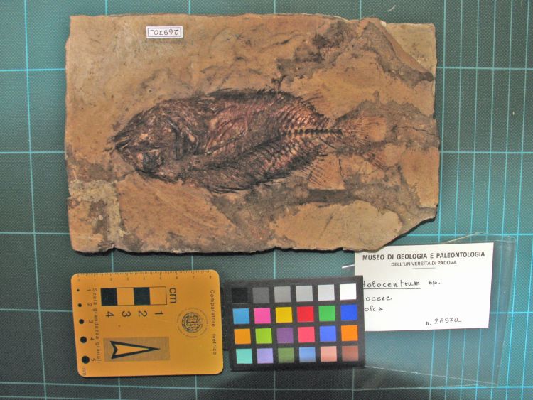 fossile (pesce su lastra, esemplare)