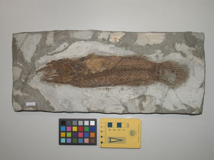 fossile (pesce su lastra, esemplare)