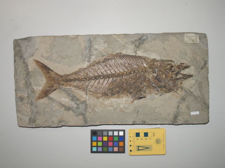 fossile (pesce su lastra, esemplare)