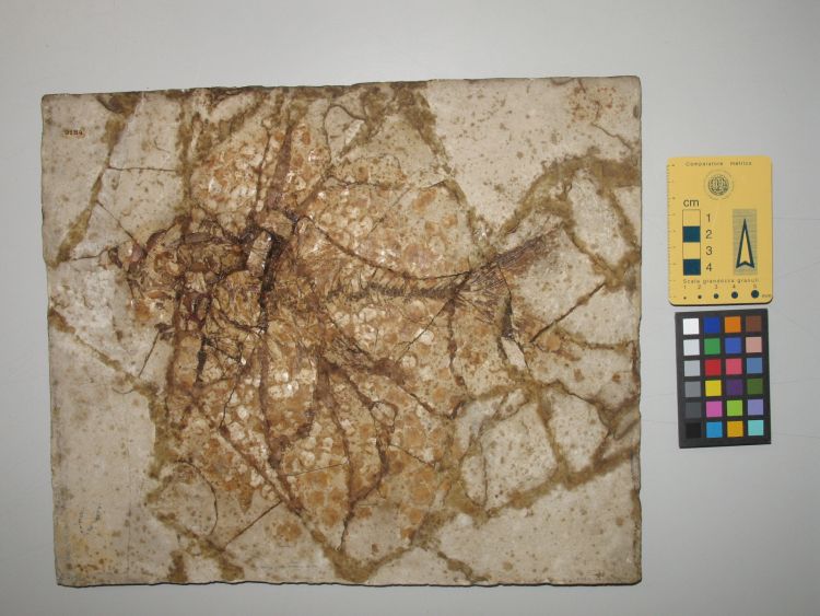 fossile (pesce su lastra, esemplare)