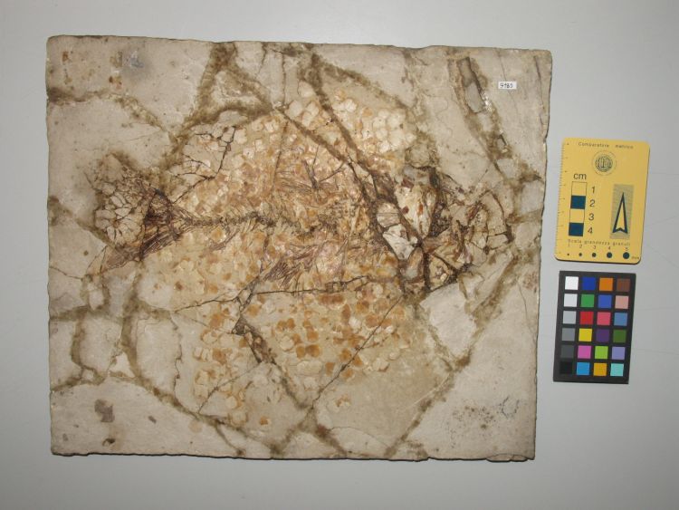fossile (pesce su lastra, esemplare)