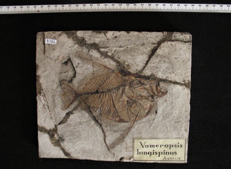 fossile (pesce su lastra, esemplare)