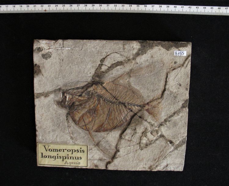 fossile (pesce su lastra, esemplare)