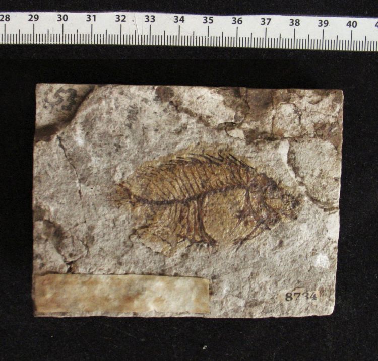 fossile (pesce su lastra, esemplare)
