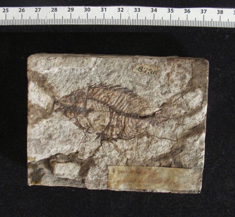 fossile (pesce su lastra, esemplare)