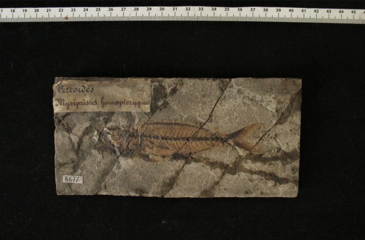 fossile (pesce su lastra, esemplare)