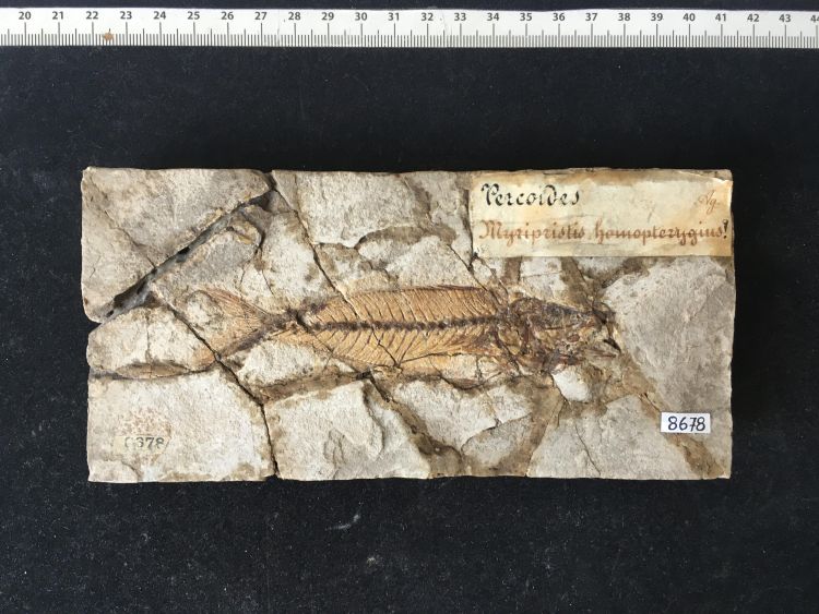 fossile (pesce su lastra, esemplare)