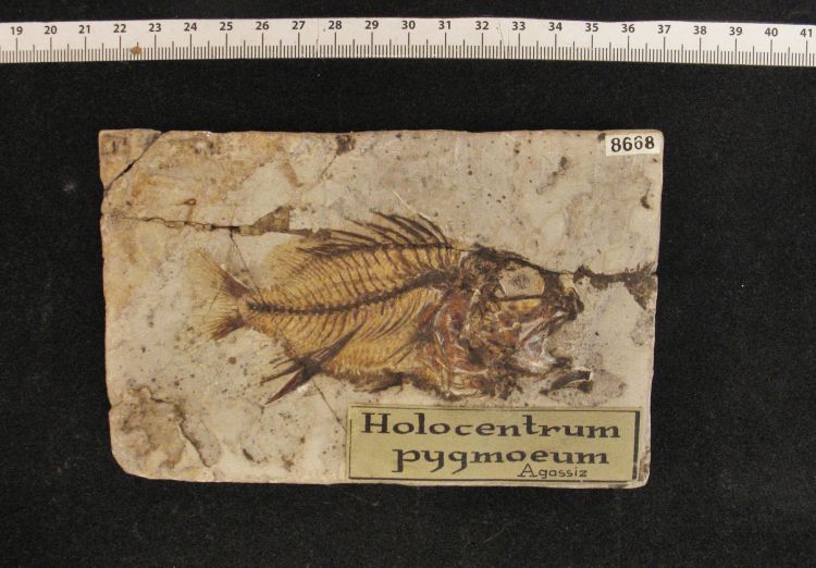 fossile (pesce su lastra, esemplare)