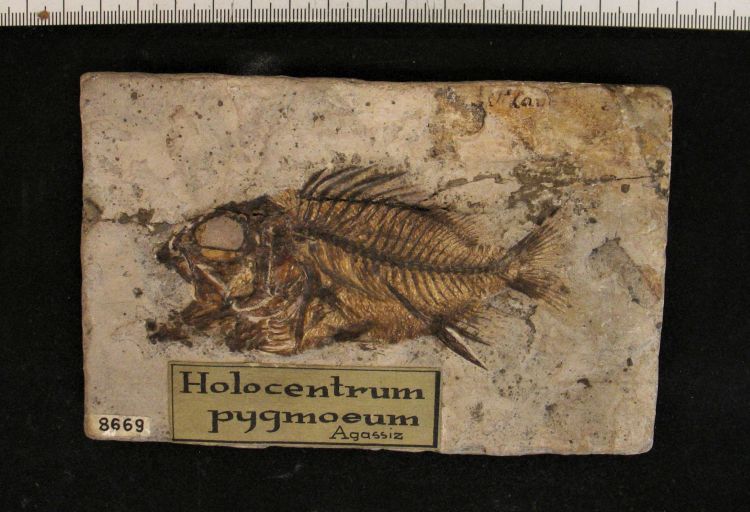 fossile (pesce su lastra, esemplare)