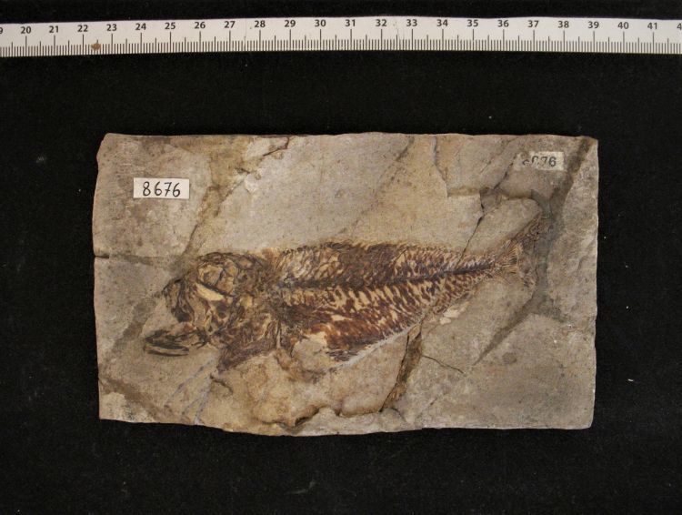 fossile (pesce su lastra, esemplare)