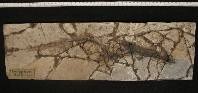 fossile (pesce su lastra, esemplare)