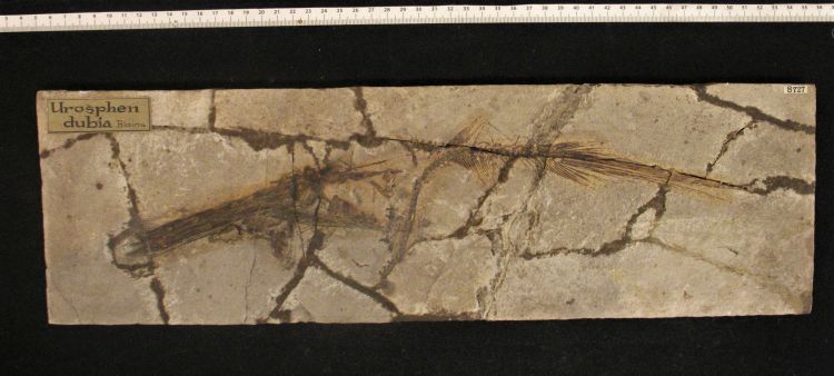 fossile (pesce su lastra, esemplare)