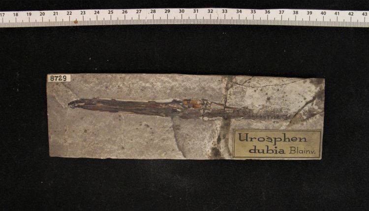 fossile (pesce su lastra, esemplare)