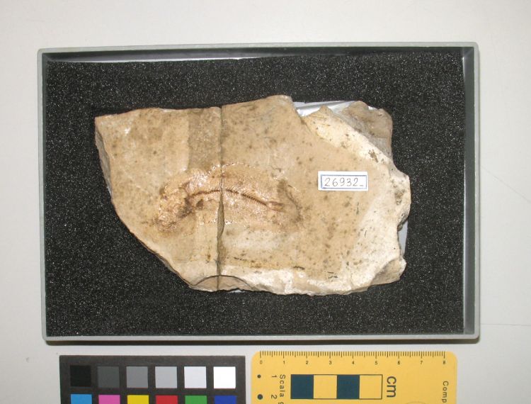 fossile (pesce su lastra, esemplare)