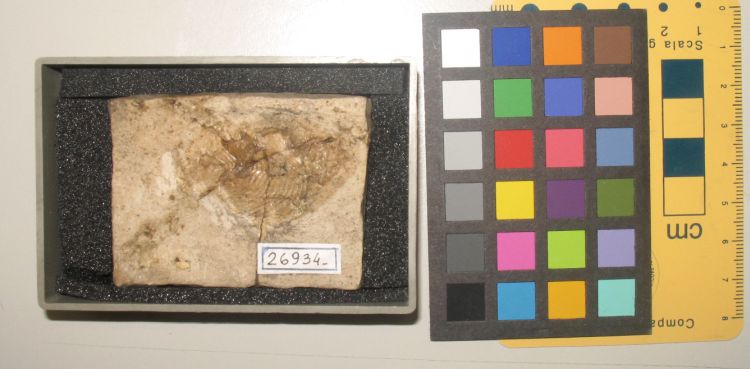 fossile (pesce su lastra, esemplare)