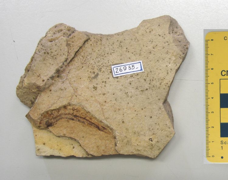 fossile (pesce su lastra, esemplare)