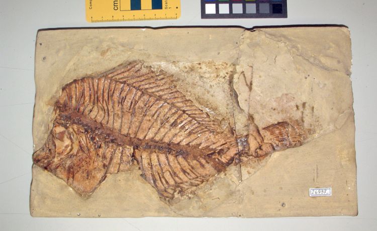 fossile (pesce su lastra, esemplare)