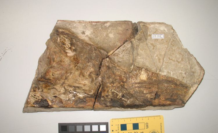 fossile (pesce su lastra, esemplare)