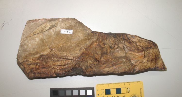 fossile (pesce su lastra, esemplare)