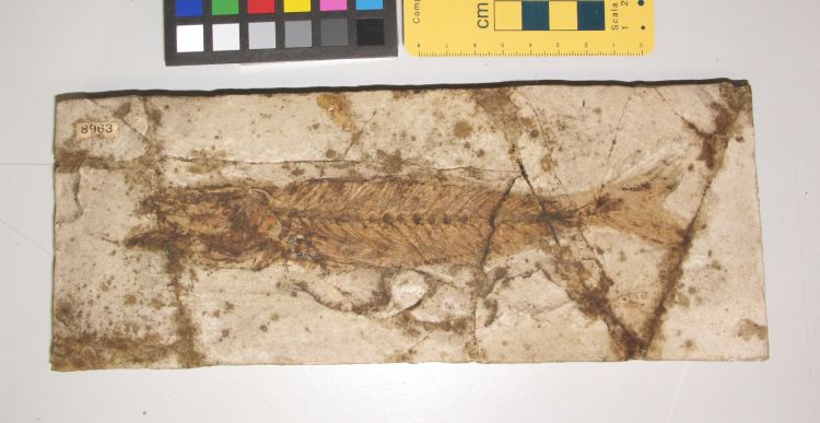 fossile (pesce su lastra, esemplare)