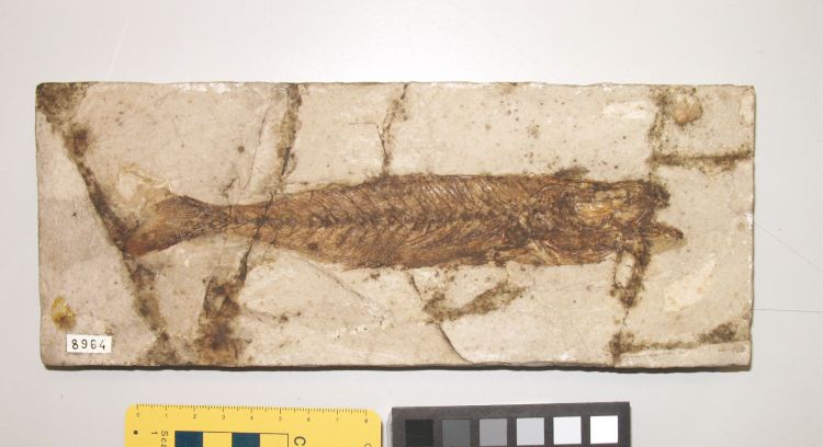 fossile (pesce su lastra, esemplare)