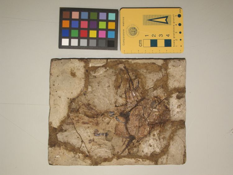 fossile (pesce su lastra, esemplare)