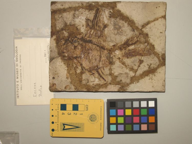 fossile (pesce su lastra, esemplare)