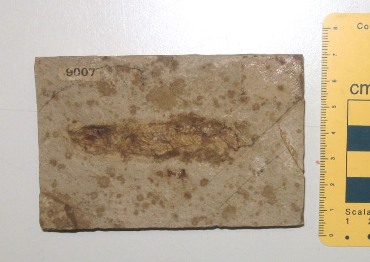 fossile (pesce su lastra, esemplare)