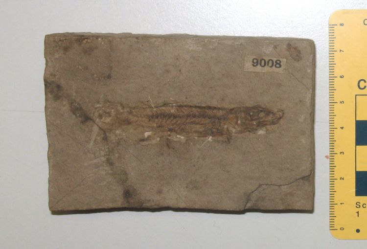 fossile (pesce su lastra, esemplare)