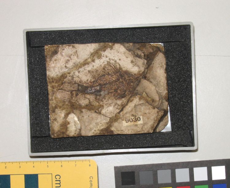 fossile (pesce su lastra, esemplare)