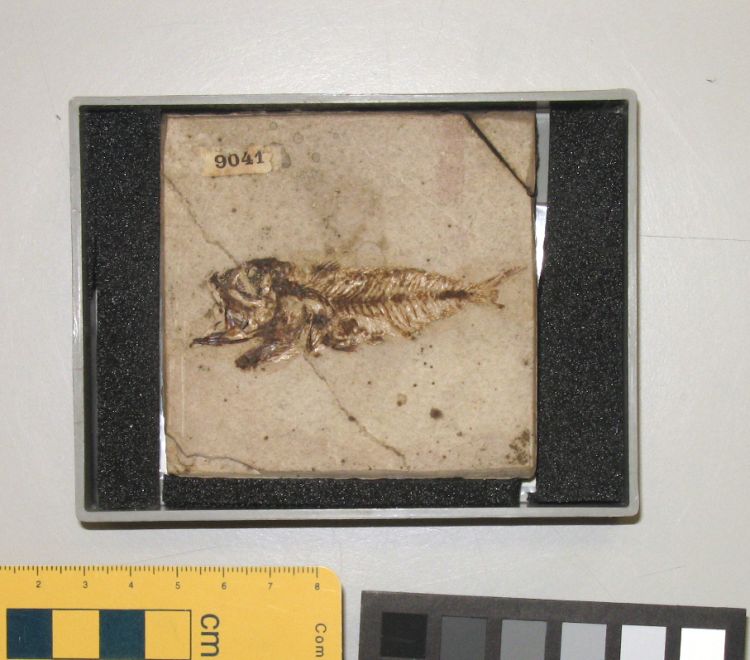 fossile (pesce su lastra, esemplare)