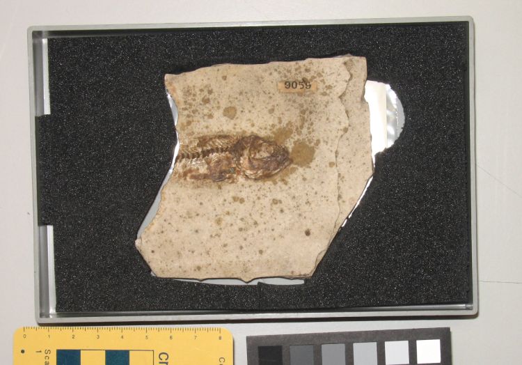 fossile (pesce su lastra, esemplare)