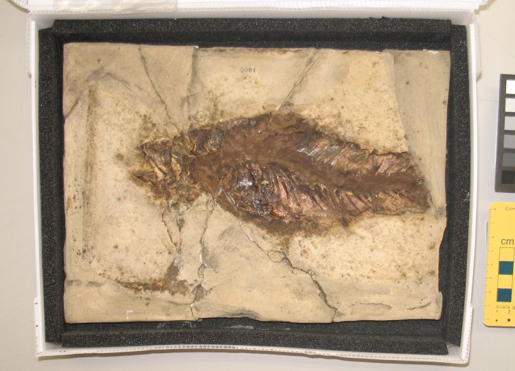 fossile (pesce su lastra, esemplare)