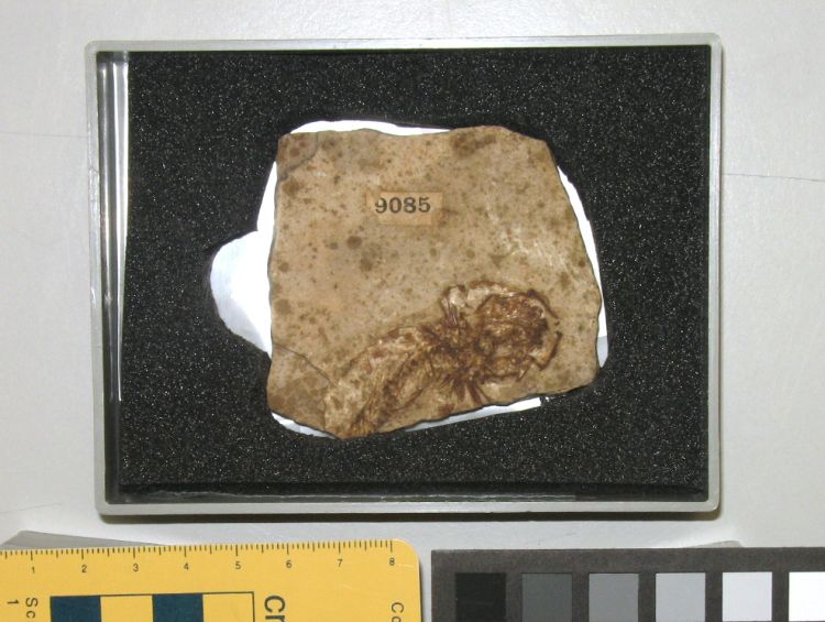 fossile (pesce su lastra, esemplare)