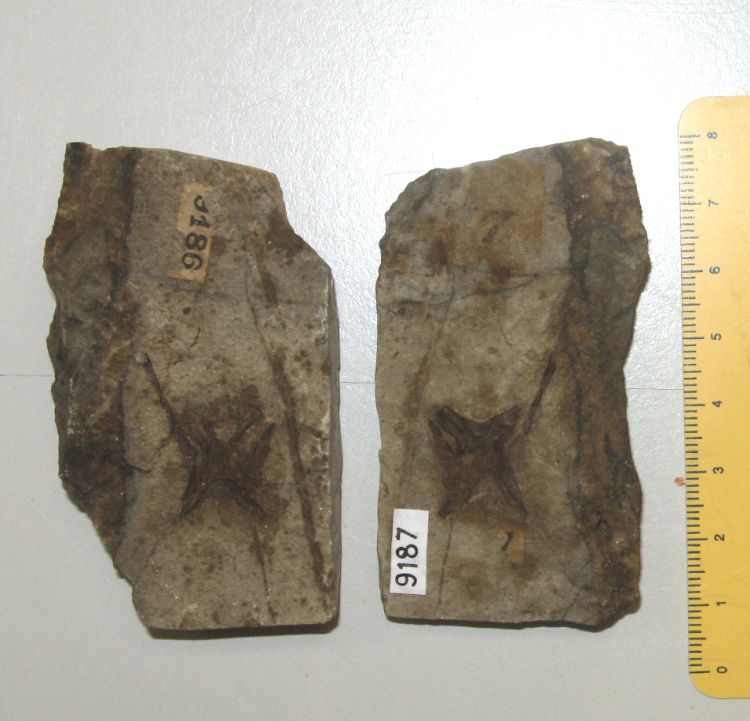 fossile (pesce su lastra, esemplare)