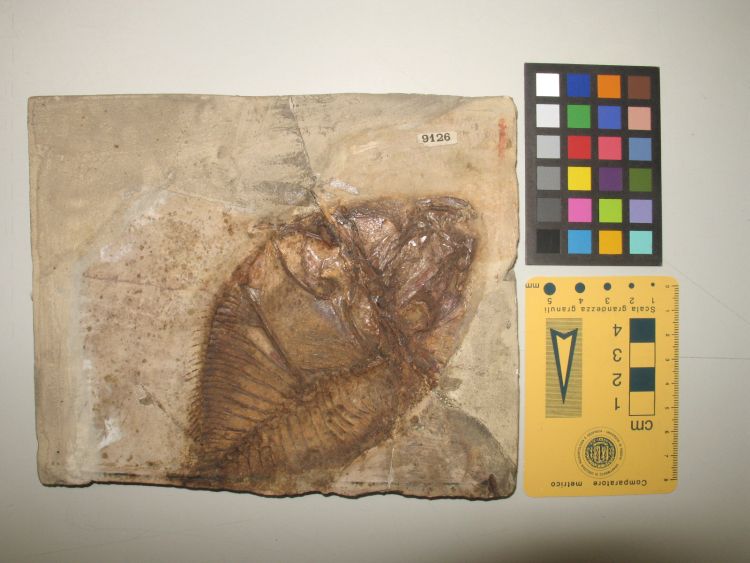 fossile (pesce su lastra, esemplare)