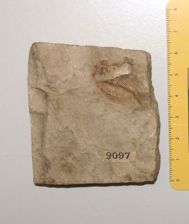 fossile (pesce su lastra, esemplare)