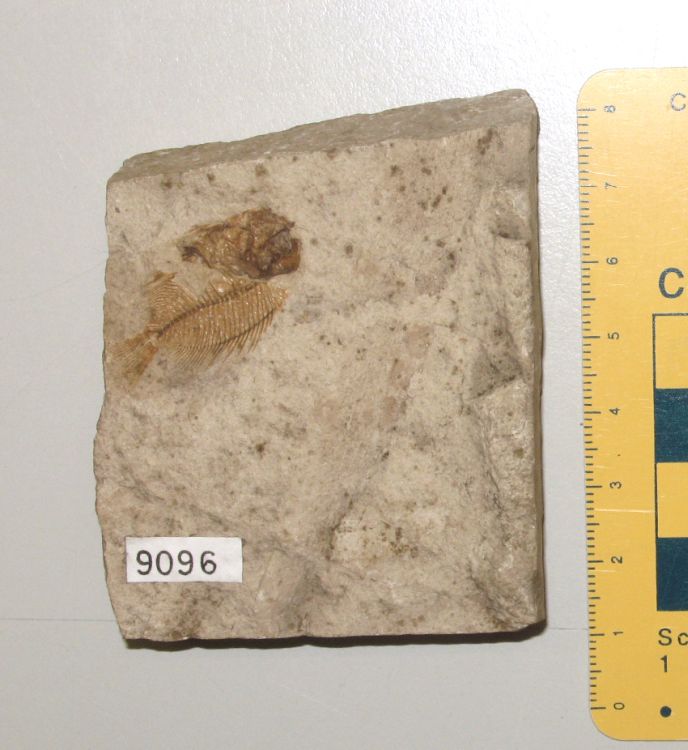 fossile (pesce su lastra, esemplare)