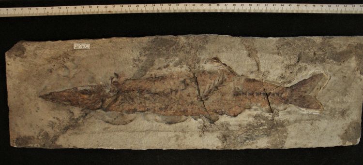 fossile (pesce su lastra, esemplare)