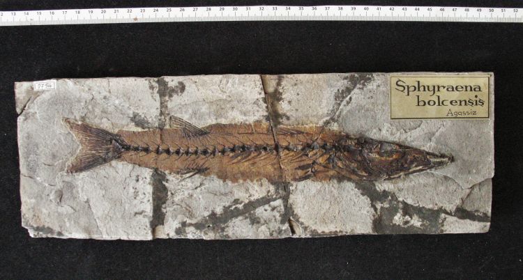 fossile (pesce su lastra, esemplare)