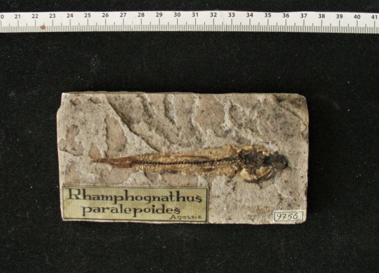 fossile (pesce su lastra, esemplare)