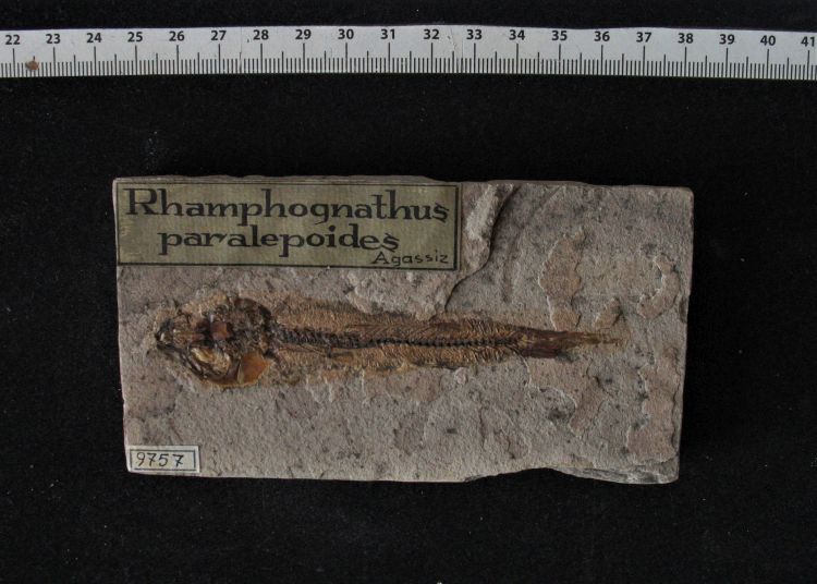 fossile (pesce su lastra, esemplare)