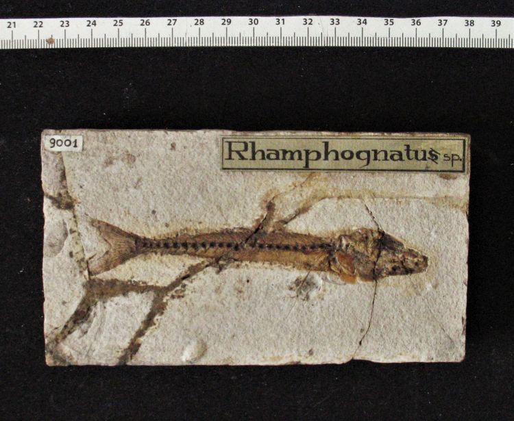 fossile (pesce su lastra, esemplare)