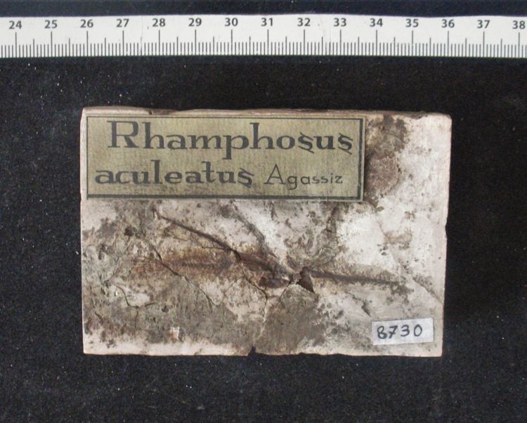 fossile (pesce su lastra, esemplare)